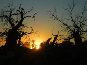 鋼筋鐵骨胡楊林，五江涵養(yǎng)林炎章——讀蔡照波《江之念》藝評有感