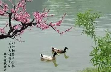 江之念 《惠崇春江曉景》中的流水與詩(shī)心